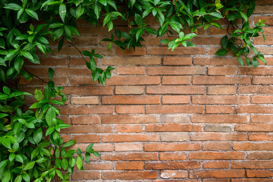 Detail of brick red wall with decorative arches and growing plant. Italy, Rome