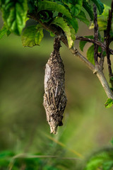 woodpecker on a tree