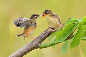 bird feeding on a branch