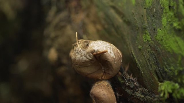 Vesse-de-loup, pet-de-loup, ralentis slowmotion, champignons d'automne