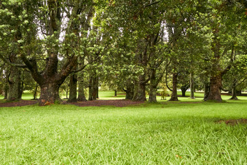 Mt Albert park in Auckland, New Zealand