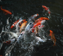 A group of koi fish entering a feeding frenzy in a public pond in Tel Aviv.