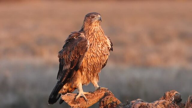 Two years old female of Bonelli&acute;s Eagle early morning, Aquila fasciata