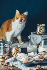 Vanilla caramel muffins in paper cups and glass in bakeware of milk on  dark wooden background. Cute red white cat in the background