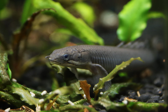 Young Senegalese bichir (Polypterus senegalus) photographed in an aquarium.