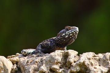 A closeup on the head of roughtail rock agama, aka starred agama (Stellagama stellio).
