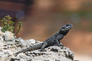 A roughtail rock agama, aka starred agama (Stellagama stellio), on a stone retaining wall.