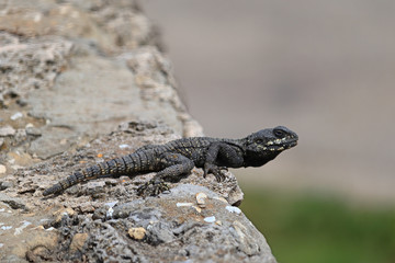 A roughtail rock agama, aka starred agama (Stellagama stellio), on a stone retaining wall.