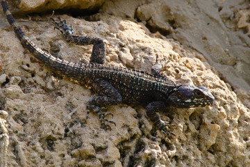 A roughtail rock agama, aka starred agama (Stellagama stellio), on a stone retaining wall.