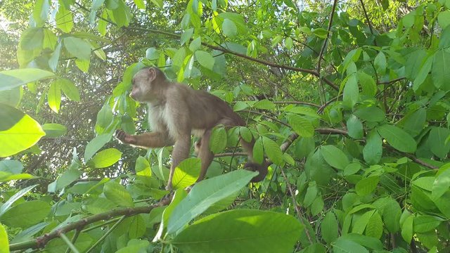White-fronted capuchin in the Amazon forest.