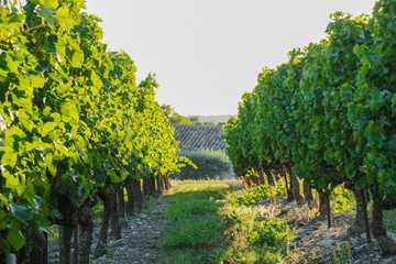 Fototapeta na wymiar Rows of vines in the setting sun. The wine region of Provence.