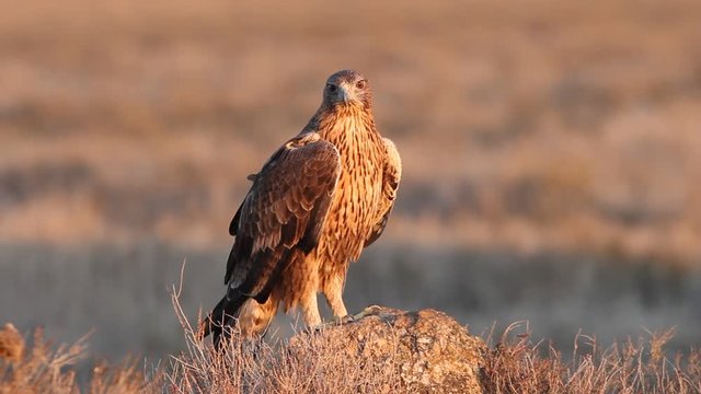 Two years old female of Bonelli&acute;s Eagle, Aquila fasciata