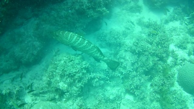 coral life caribbean sea Bonaire island underwater diving divers video
