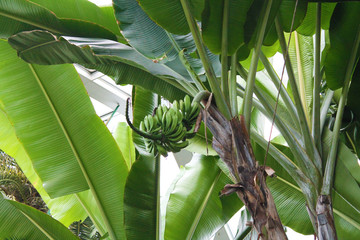 Bananowiec banana tree green bananas jungle palm tree © Adrian