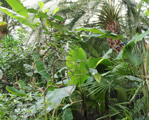Jungle plants rainforest tropical forest