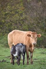 Naklejka na ściany i meble vache lait agriculture foret bois automne 
