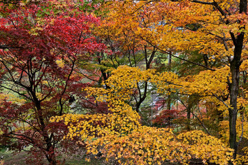 Obraz premium 最上山公園（もみじ山）の紅葉