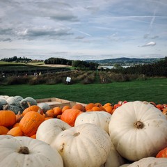 pumpkins in field
