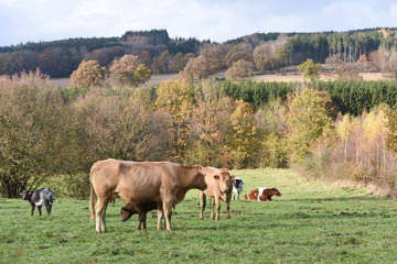 vache lait agriculture foret bois automne 