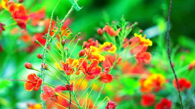 Dwarf poinciana, Flower fence, Peacock crest, Pride of Barbados Paradise Flower moving in the garden