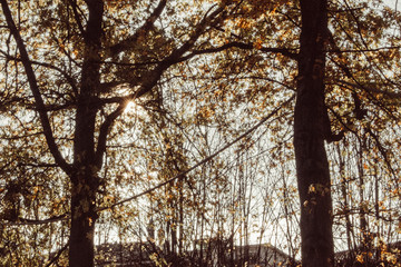 Obraz premium autumn colors