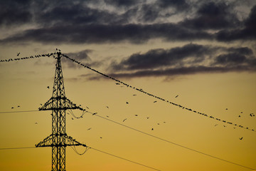 energie electricité cable fil oiseaux
