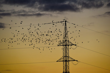 energie electricité cable fil oiseaux
