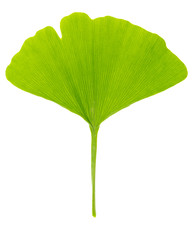 Fototapeta premium Single fresh spring green leaf of gingko (Ginkgo biloba) isolated on white background