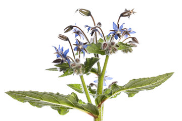 medicinal plant isolated on white background: Borage or Starflower (Borago officinalis) with blossoms, stem and leaves where the underside of leaf is visible