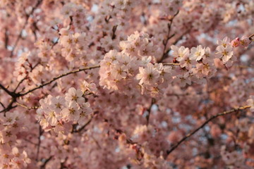 Fototapeta premium cherry blossom