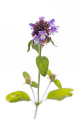 medicinal plant from my garden: Prunella vulgaris ( common self-heal ) single flower with leafs isolated on white background