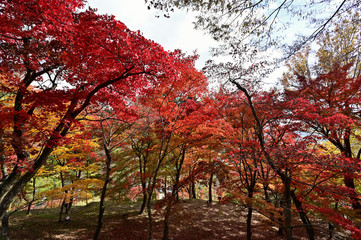 Fototapeta premium 最上山公園（もみじ山）の紅葉