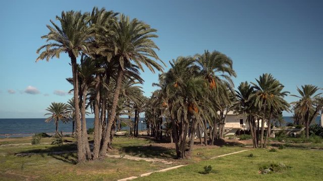 Glade of tall palm trees. The wind shakes the leaves of the trees. Palm trees against the blue sea