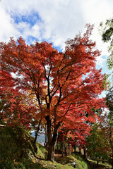 	最上山公園（もみじ山）の紅葉