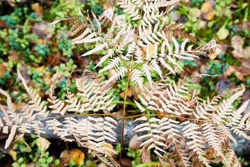 Yellow autumn fern leaves, closeup. Natural floral background