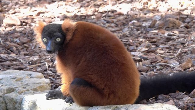 Red ruffed lemur (Varecia rubra) looks with big blue eyes closeup