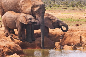 Elephant drinking in Addo Elephant NP