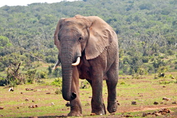 Fototapeta na wymiar Elephant in Addo Elephant NP