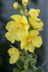 close-up of yellow flowering denseflower mullein (Verbascum densiflorum)