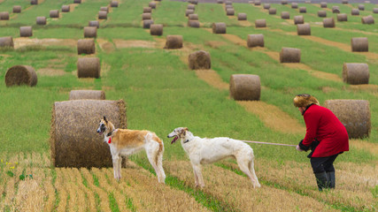 Fototapeta premium Two greyhounds standing near haystack in the autumn field.