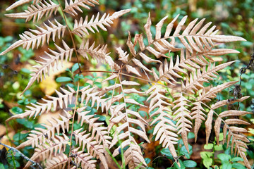 Naklejka na ściany i meble Yellow autumn fern leaves, closeup. Natural floral background
