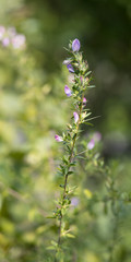 spiny restharrow (Ononis spinosa) a plant of traditional russian herbal medicine used as an anodyne, antiphlogistic, aperient, coagulant and diuretic