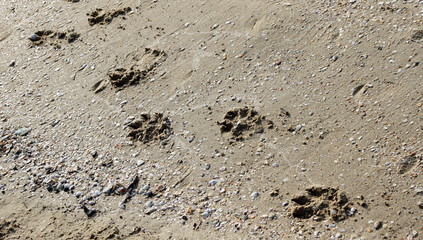 footprints in the sand 