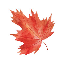 Naklejka na ściany i meble Handpainted watercolor illustration autumn leaf