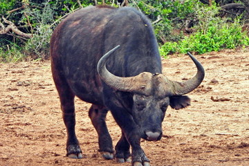 Buffalo in Addo Elephant NP