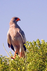 Pale chanting goshawk