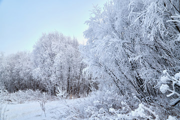 Landscape with tree in the foreground and field in the distance on a winter day