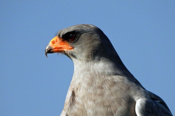 Pale chanting goshawk