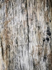 tree bark texture