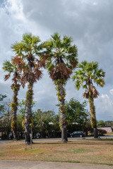 Fototapeta premium Four Sugar palms in the public nature park On the day that the sky had clouds of rain.